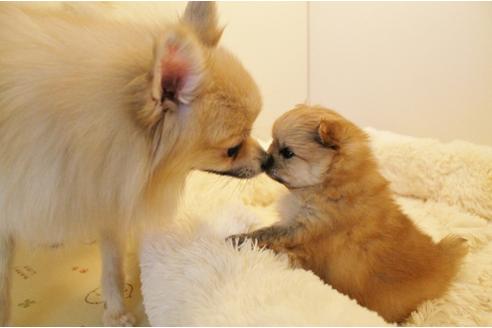 成約済の千葉県のポメラニアン-15182の1枚目